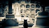 Photographer Takes 'Gothic' Pics of Cats and We're So Into It