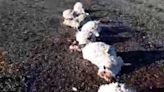 Hallan más de 30 ovejas muertas en la costa de San Gregorio