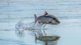 Commission votes to close salmon fishing on Northern California rivers