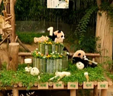 South Korea’s beloved giant panda twin cubs celebrate their first birthday