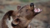 "What a wild day" – watch what happens when a biker, a herd of bighorn sheep and a grizzly bear cross paths