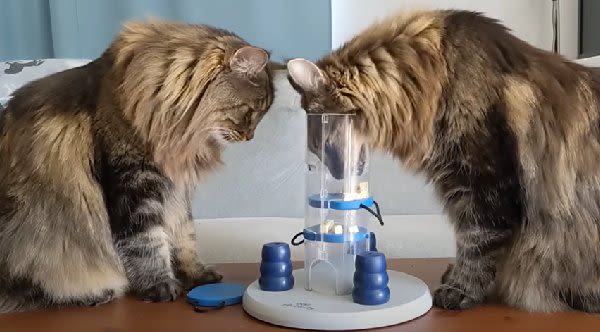 Norwegian Forest Cats Attempt To Solve Puzzle For Dogs