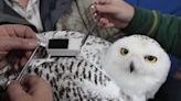 Here's everything you need to know about snowy owls in Wisconsin