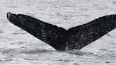SETI's 1st 'conversation' with a humpback whale offers insight on how to talk to E.T.