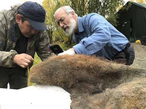 Científicos hallan fósiles de cromosomas antiguos en un mamut que murió hace 52.000 años