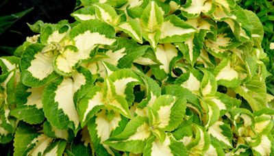 How to Plant and Grow Coleus Plants for Their Gorgeous Leaves