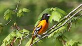 Sharon Sorenson column: Migrant birds bring tropical colors to the Midwest each spring