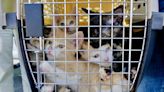 Animal Humane New Mexico rescues cats from Las Vegas