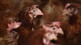 Poultry feed deal referred for in-depth inquiry by competition watchdog