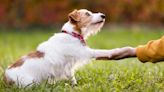 Trainer reveals three ways to reward your dog to ensure good behavior gets repeated