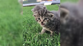 Erie SeaWolves Find Kittens Hiding Under Tarp at UPMC Park