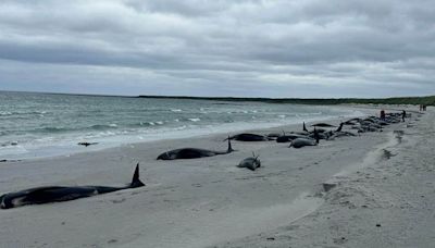 77 whales dead after mass stranding in Orkney