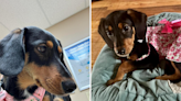 Couple told they've adopted a dachshund, but DNA test reveals truth