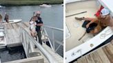 Boats ‘n’ Does: Deer rescued from Cohasset waters by two boaters