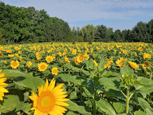 This Chatham-Kent couple is growing 20,000 sunflowers, and they invite you to come check it out