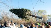 The 2022 Rockefeller Christmas Tree Has Been Cut Down and Is on Its Way to NYC