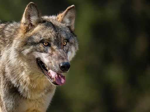 Colorado relocates wolf pack after livestock attacks