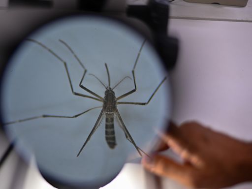 El dengue cubrirá la práctica totalidad de Brasil y México para 2039, según un estudio
