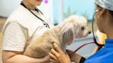 Fundación de Eladio Carrión contribuye a la esterilización de mascotas