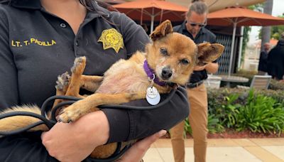 San Diego County's animal welfare groups put out urgent call for assistance