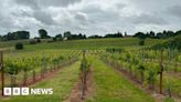 Gloucestershire wine production 'later than usual'