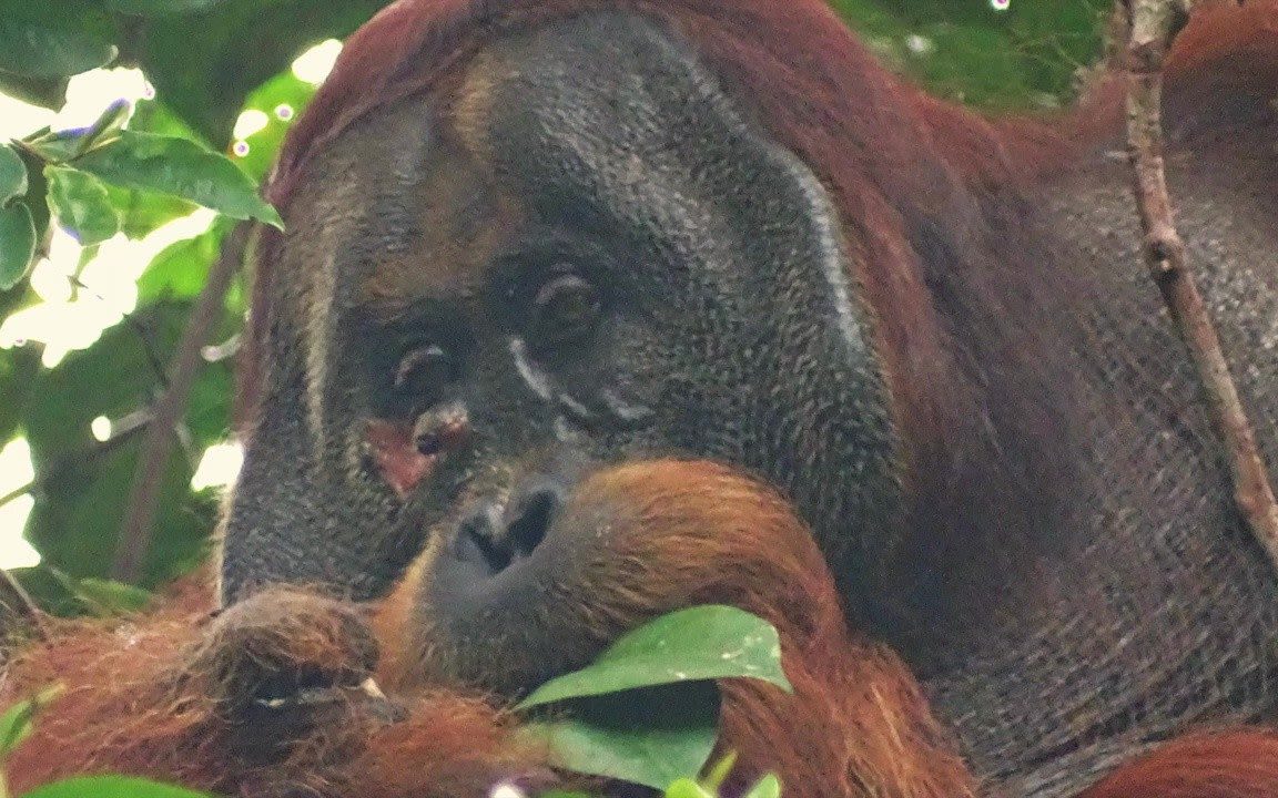 Orangutan treats wound with medicinal plant in first for animals