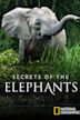 Secrets of the Elephants