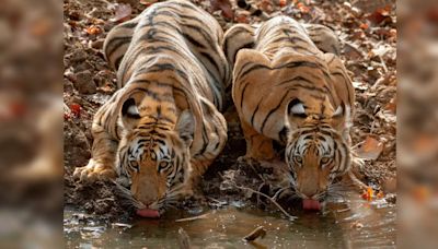 Tadoba National Park to soon offer world’s first-ever ropeway safari for aerial wildlife viewing