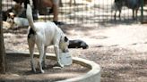 Piden no caer en pánico por "misteriosa" enfermedad de perros en EU