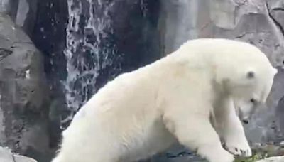 Diving polar bear at Alaska Zoo gains attention ahead of Paris Olympics
