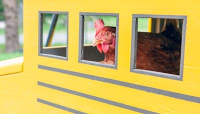 Intelligent B.C. chicken Lacey pecks her way to Guinness World Record