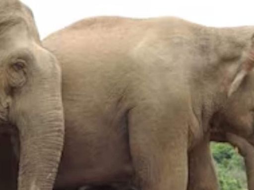 At Bengaluru's Bannerghatta National Park, Newborn Elephant Attracts Tourists - News18
