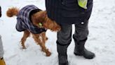 A dog falls through ice in Braintree. Here's how firefighters came to the rescue