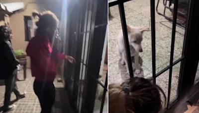 El perro puso la traba en la puerta y quedó con sus ocho alumnos encerrada en el patio de la casa