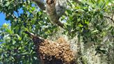 Africanized honey bees are in Brevard; here's what you should know | Sally Scalera