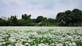 【賞花之旅】桃園韭菜花節，驚艷九月雪花海！