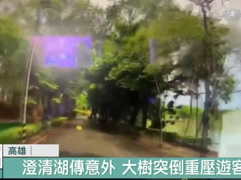 高雄大雨澄清湖樹倒 遊客遭壓重傷不治