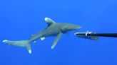 Rare on-screen glimpse of critically endangered oceanic whitetip shark