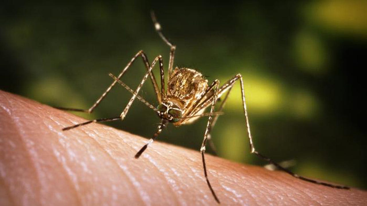 Which ZIP code had the first case of West Nile virus in mosquitoes in Travis County?