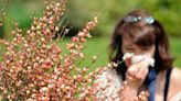 Hay fever warning as Met Office says climate change could be making it worse