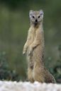 Yellow mongoose