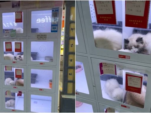 中國「自助寵物販售機」爆爭議 小貓病懨懨樣讓網友氣炸
