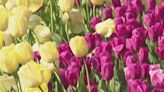 Hershey Gardens blooming with 27,000 tulips