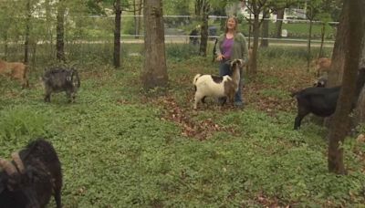 Goats in Glencoe providing unique service to area residents