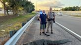 9-foot alligator caught on Selmon Expressway near Tampa