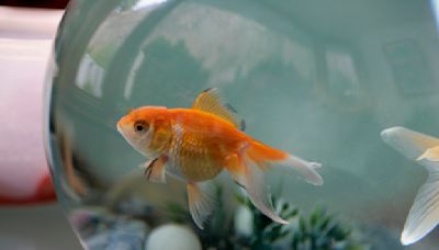 Mystery surrounds Alice, the goldfish found alive on a U.K. lawn