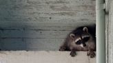 Not-So-Subtle Signs Raccoons Live In Your Attic—And What to Do About Them