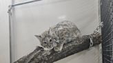 Baby bobcat escapes from Indiana zoo