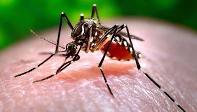 Texas confirms 10 cases of dengue amid global surge