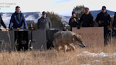 As frustration grows, Colorado rancher gets high-tech weapon to protect cattle from wolves
